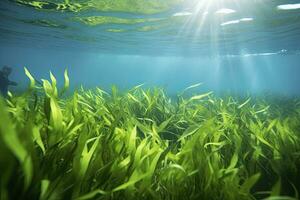 ai gerado embaixo da agua Visão do uma grupo do solo oceânico com verde algas marinhas. ai gerado foto