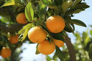 ai gerado laranja fruta em árvore. ai gerado foto