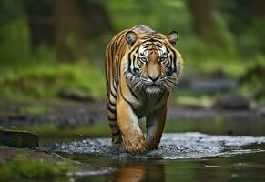 ai gerado Amur tigre caminhando dentro a água. perigoso animal. animal dentro uma verde floresta fluxo. generativo ai foto