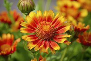 ai gerado gaillardia ou cobertor flor. brilhante e colorida tons do caloroso tons. ai gerado foto