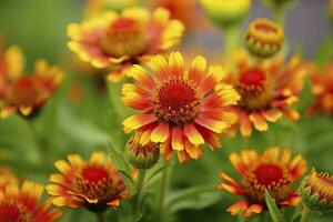 ai gerado gaillardia ou cobertor flor. brilhante e colorida tons do caloroso tons. ai gerado foto