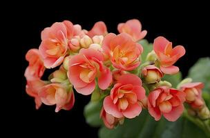 ai gerado kalanchoe blossfeldiana. ai gerado foto