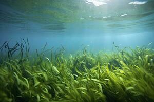 ai gerado embaixo da agua Visão do uma grupo do solo oceânico com verde algas marinhas. ai gerado foto