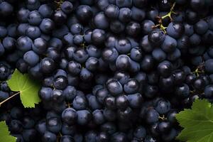 ai gerado plano deitar fundo do videiras, grande quantidade do orgânico azul Sombrio uvas. ai gerado foto