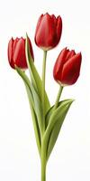 ai gerado vermelho tulipas isolado em branco fundo. ai gerado foto