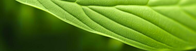 ai gerado verde folha natureza fundo. ai gerado foto