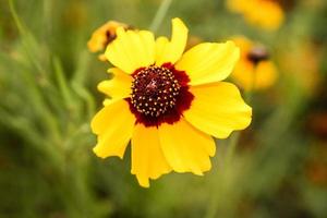 bela flor natural closeup foto