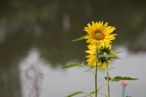 um girassol amarelo em plena floração no campo foto