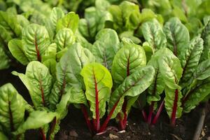 ai gerado acelga crescendo dentro a urbano jardim. jardim beterraba e salada folhas fechar acima. generativo ai foto