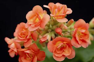 ai gerado kalanchoe blossfeldiana. ai gerado foto