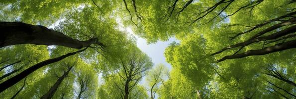 ai gerado olhando acima às a verde tops do árvores ai gerado foto