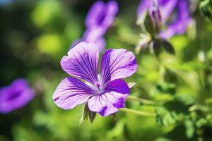 ai gerado gerânio Wilfordii flor. ai gerado foto