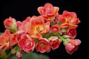 ai gerado kalanchoe blossfeldiana. ai gerado foto