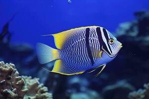 ai gerado lindo peixe anjo dentro a oceano. ai gerado foto