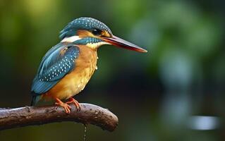 ai gerado a comum martinho pescatore zonas úmidas pássaro colori penas a partir de diferente pássaros. generativo ai foto