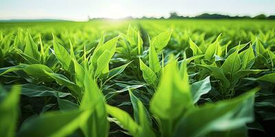 ai gerado campo do vibrante verde biocombustível plantações. ai gerado. foto