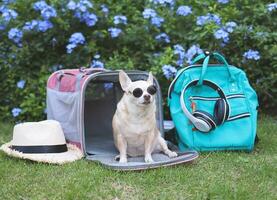 cachorro chihuahua marrom usando óculos escuros, sentado na frente da bolsa de transporte de animal de estimação viajante de tecido rosa com mochila e chapéu na grama verde no jardim com flores roxas. foto