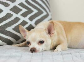 triste ou sonolento Castanho curto cabelo chihuahua cachorro deitado baixa dentro cama. com cinzento e branco travesseiro. foto