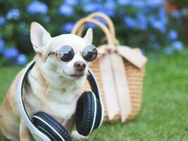 cachorro chihuahua marrom usando óculos escuros e fones de ouvido no pescoço sentado com saco de palha na grama verde no jardim com flores roxas, pronto para viajar. viagem segura com animais. foto