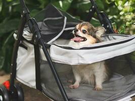 grandes cabelo chihuahua cachorro sentado dentro animal carrinho de criança dentro a jardim. sorridente Felizmente. foto