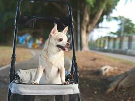 feliz Castanho curto cabelo chihuahua cachorro em pé dentro animal carrinho de criança dentro a parque. sorridente alegremente e olhando lateralmente curiosamente. foto