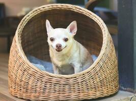 Castanho curto cabelo chihuahua cachorro sentado dentro vime ou rattan animal casa dentro sacada, sorridente e olhando às Câmera. foto