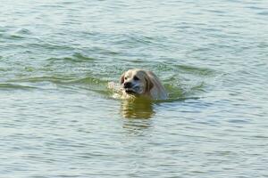 uma cachorro é natação dentro a água e limpeza lixo e lixo. levar Cuidado sobre ambiente. ecologia conceito foto