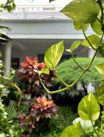 fechar acima suspensão verde folha plantar isolado em verde e vermelho folhas colori pequeno casa jardim fundo. foto