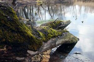 caído registro coberto com musgo deitado perto a bancos do uma rio ou lago. foto
