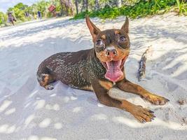 cachorro chihuahua mexicano na praia playa del carmen méxico foto