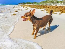 cachorro chihuahua mexicano na praia playa del carmen méxico foto