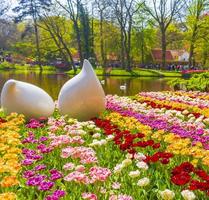 rosa amarelo vermelho tulipas narcisos keukenhof parque lisse holanda holanda foto