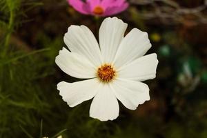 close up de lindas flores brancas naturais foto