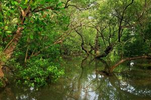 pantanal área com árvores e água foto