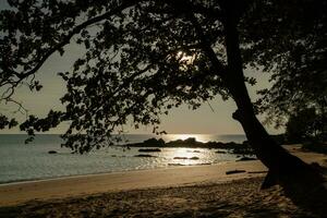 silhueta árvore em a de praia foto