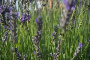 roxa lavanda perto a casa dentro a jardim foto