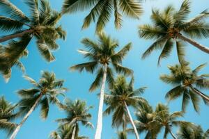 ai gerado Beijado pelo sol, ensolarado tropical Palma árvores visualizar. gerar ai foto