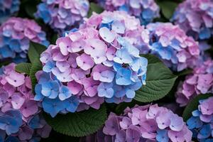 ai gerado florescendo hortênsia arbusto verão. gerar ai foto