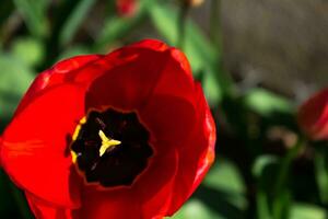 vermelho tulipas dentro a terra dentro uma jardim às primavera foto