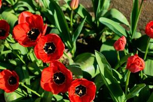 vermelho tulipas dentro a terra dentro uma jardim às primavera foto