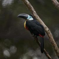 canal faturado tucano foto