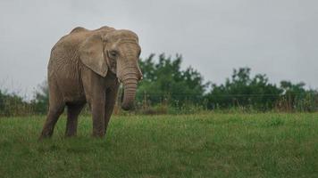 elefante africano foto