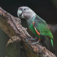 papagaio de pescoço marrom