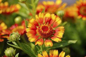 ai gerado gaillardia ou cobertor flor. brilhante e colorida tons do caloroso tons. ai gerado foto