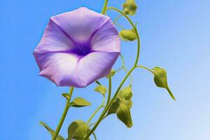 ai gerado manhã glória flor com azul céu. ai gerado. foto