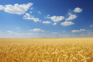 ai gerado trigo campo debaixo azul céu. ai gerado foto