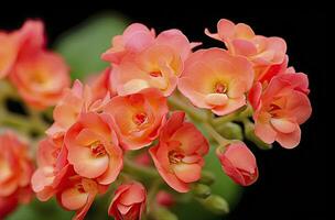 ai gerado kalanchoe blossfeldiana. ai gerado foto