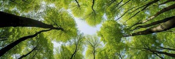 ai gerado olhando acima às a verde tops do árvores ai gerado foto