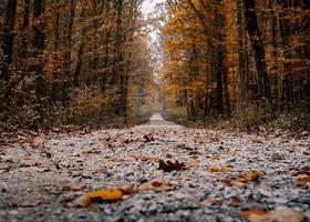 bela foto da floresta de outono