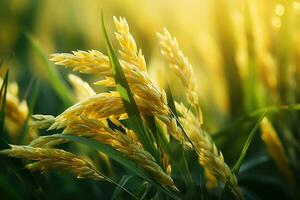 ai gerado orelha do arroz, arroz campo, fechar-se do amarelo arroz arroz campo com verde folha e luz solar dentro a manhã tempo. foto